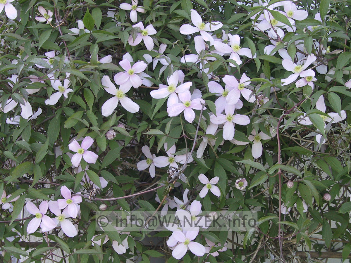 Clematis montana Rubens 01.JPG